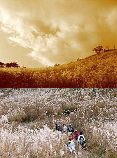 가을빛을 내고 있는 억새밭 